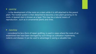  Layering
- is the development of the roots on a stem while it is still attached to the parent
plant. The rooted system is then detached to become a new plant growing on its
roots. A layered stem is known as a layer. This may be a natural means of
reproduction , such as in ornamental plants and vines.
 Inarching
- considered to be a form of repair grafting, is used in cases where the roots of an
established tree have been damaged by such things as cultivation implements,
rodents and disease. It can be used to advantage in saving a valuable tree.
 