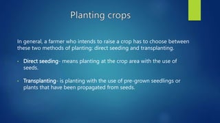 In general, a farmer who intends to raise a crop has to choose between
these two methods of planting: direct seeding and transplanting.
• Direct seeding- means planting at the crop area with the use of
seeds.
• Transplanting- is planting with the use of pre-grown seedlings or
plants that have been propagated from seeds.
 