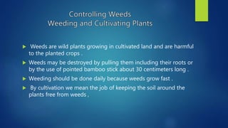  Weeds are wild plants growing in cultivated land and are harmful
to the planted crops .
 Weeds may be destroyed by pulling them including their roots or
by the use of pointed bamboo stick about 30 centimeters long .
 Weeding should be done daily because weeds grow fast .
 By cultivation we mean the job of keeping the soil around the
plants free from weeds ,
 