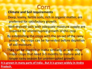 . Climate and Soil requirements
. Deep, loamy, fertile soils, rich in organic matter, are
preferred for satisfactory growth.
. Well-drained soils with adequate moisture supply are
required for uninterrupted growth of this crop .
. By establishing the crops with the on-set of the rainy
season, the crops can be harvested before depletion
of soil moisture.
. They can be planted in maha similarly, as with other
major crops that need 3-3 months to mature and a
longer rainy season for uninterrupted growth.
It is grown in many parts of India . But it is grown widely in Andra
Pradesh.
 