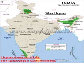 Where it is grown
It is grown in many parts of India.
But it is grown widely in Assam and Darjeeling.
 