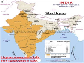 Where it is grown
It is grown in many parts of India.
But it is grown widely in Gujrat.
 