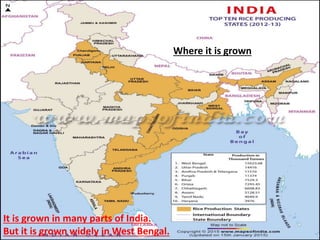 It is grown in many parts of India.
But it is grown widely in West Bengal.
Where it is grown
 