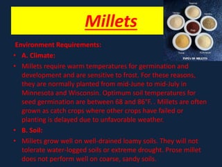 Millets
Environment Requirements:
• A. Climate:
• Millets require warm temperatures for germination and
development and are sensitive to frost. For these reasons,
they are normally planted from mid-June to mid-July in
Minnesota and Wisconsin. Optimum soil temperatures for
seed germination are between 68 and 86°F. . Millets are often
grown as catch crops where other crops have failed or
planting is delayed due to unfavorable weather.
• B. Soil:
• Millets grow well on well-drained loamy soils. They will not
tolerate water-logged soils or extreme drought. Prose millet
does not perform well on coarse, sandy soils.
 