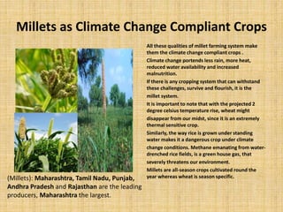 Millets as Climate Change Compliant Crops
All these qualities of millet farming system make
them the climate change compliant crops .
Climate change portends less rain, more heat,
reduced water availability and increased
malnutrition.
If there is any cropping system that can withstand
these challenges, survive and flourish, it is the
millet system.
It is important to note that with the projected 2
degree celsius temperature rise, wheat might
disappear from our midst, since it is an extremely
thermal sensitive crop.
Similarly, the way rice is grown under standing
water makes it a dangerous crop under climate
change conditions. Methane emanating from water-
drenched rice fields, is a green house gas, that
severely threatens our environment.
Millets are all-season crops cultivated round the
year whereas wheat is season specific.(Millets): Maharashtra, Tamil Nadu, Punjab,
Andhra Pradesh and Rajasthan are the leading
producers, Maharashtra the largest.
 