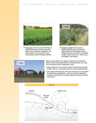 1 4 6           B E S T    M A N A G E M E N T     P R A C T I C E S      �    A G R I C U L T U R A L      D R A I N A G E




                      7.02p                                                         7.03p




                4 Cover crops such as rye, oats and barley are                4 Forages in rotation such as grass or
                   suitable cereal cover crops for most soils.                  legume-based hay crops will add some
                   Others such as field peas, buckwheat, and                    organic matter and will greatly improve
                   oilseed radish can also be useful. Cover                     seedbed structure in the short run. Suitable
                   crops improve surface drainage conditions.                   forages include: trefoil, red + alsike clover,
                                                                                orchardgrass, and timothy.


                                                     Manure and biosolids can be applied to light soils, but should be
        7.04p                                        added at times that leaching losses are minimized. Make sure crops
                                                     can use manures at time of application. Note:
                                                     • coarse-textured soil can’t absorb nitrates in the fall and will leach
                                                       in light soils (i.e., excessively drained or natural rapidly drained)
                                                     • some rapidly drained gravels and coarse sandy soils are not suitable
                                                       for liquid manure applications – make sure that the application
                                                       rates don’t exceed the soil’s ability to absorb the manure nutrients
                                                       and bacteria.




                                                             FIG. 7A



                          Cropland                                       Riparian area


                                                 Grass and
                                                  buffer




                                                   Water table


                                                                                                   40 cm
 