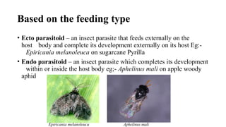 AGRICULTURAL ENTOMOLOGY FA CLASS 12.pptx