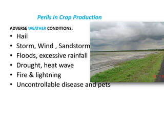 Perils in Crop Production
ADVERSE WEATHER CONDITIONS:
• Hail
• Storm, Wind , Sandstorm
• Floods, excessive rainfall
• Drought, heat wave
• Fire & lightning
• Uncontrollable disease and pets
 