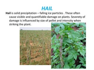 HAIL
Hail is solid precipitation – falling ice particles . These often
cause visible and quantifiable damage on plants. Severety of
damage is influenced by size of pellet and intensity when
striking the plant.
 
