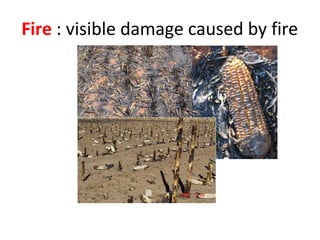 Fire : visible damage caused by fire
 