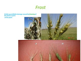 Frost
Visible quantifiable damage caused by freezing of
the plant or parts
of the plant.
 
