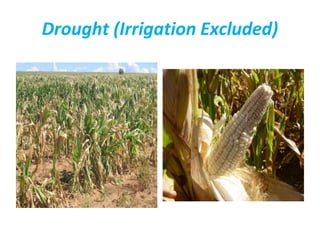 Drought (Irrigation Excluded)
 