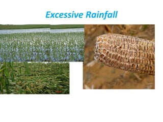 Excessive Rainfall
Excessive rainfall
 