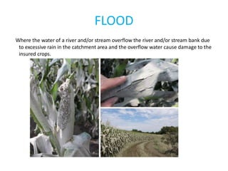 FLOOD
Where the water of a river and/or stream overflow the river and/or stream bank due
to excessive rain in the catchment area and the overflow water cause damage to the
insured crops.
 