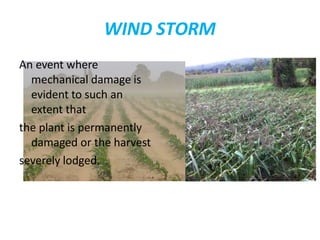 WIND STORM
An event where
mechanical damage is
evident to such an
extent that
the plant is permanently
damaged or the harvest
severely lodged.
 