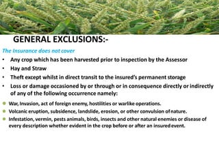 GENERAL EXCLUSIONS;
GENERAL EXCLUSIONS:-
The Insurance does not cover
• Any crop which has been harvested prior to inspection by the Assessor
• Hay and Straw
• Theft except whilst in direct transit to the insured’s permanent storage
• Loss or damage occasioned by or through or in consequence directly or indirectly
of any of the following occurrence namely:
 War, Invasion, act of foreign enemy, hostilities or warlike operations.
 Volcanic eruption, subsidence, landslide, erosion, or other convulsion ofnature.
 Infestation, vermin, pests animals, birds, insects and other natural enemies or disease of
every description whether evident in the crop before or after an insuredevent.
 