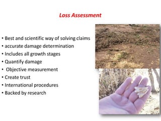Loss Assessment
• Best and scientific way of solving claims
• accurate damage determination
• Includes all growth stages
• Quantify damage
• Objective measurement
• Create trust
• International procedures
• Backed by research
 