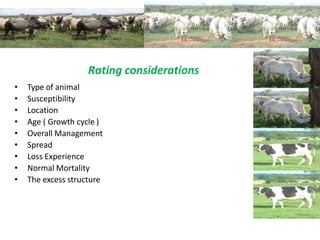 Rating considerations
• Type of animal
• Susceptibility
• Location
• Age ( Growth cycle )
• Overall Management
• Spread
• Loss Experience
• Normal Mortality
• The excess structure
 