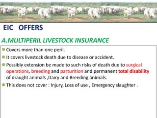 A.MULTIPERIL LIVESTOCK INSURANCE
 Covers more than one peril.
 It covers livestock death due to disease or accident.
 Possibly extension be made to such risks of death due to surgical
operations, breeding and parturition and permanent total disability
of draught animals ,Dairy and Breeding animals.
 This does not cover : Injury, Loss of use , Emergency slaughter .
EIC OFFERS
 