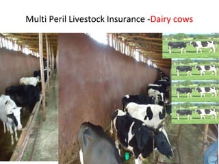 Multi Peril Livestock Insurance -Dairy cows
 