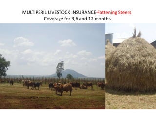 MULTIPERIL LIVESTOCK INSURANCE-Fattening Steers
Coverage for 3,6 and 12 months
 