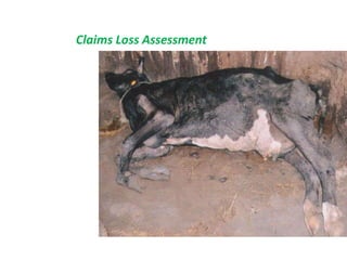 Claims Loss Assessment
 