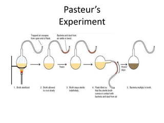 Pasteur’s
Experiment
 