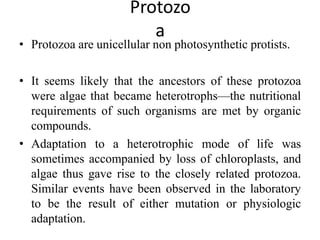 Protozo
a
• Protozoa are unicellular non photosynthetic protists.
• It seems likely that the ancestors of these protozoa
were algae that became heterotrophs—the nutritional
requirements of such organisms are met by organic
compounds.
• Adaptation to a heterotrophic mode of life was
sometimes accompanied by loss of chloroplasts, and
algae thus gave rise to the closely related protozoa.
Similar events have been observed in the laboratory
to be the result of either mutation or physiologic
adaptation.
 
