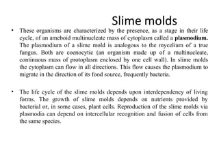Slime molds
• These organisms are characterized by the presence, as a stage in their life
cycle, of an ameboid multinucleate mass of cytoplasm called a plasmodium.
The plasmodium of a slime mold is analogous to the mycelium of a true
fungus. Both are coenocytic (an organism made up of a multinucleate,
continuous mass of protoplasm enclosed by one cell wall). In slime molds
the cytoplasm can flow in all directions. This flow causes the plasmodium to
migrate in the direction of its food source, frequently bacteria.
• The life cycle of the slime molds depends upon interdependency of living
forms. The growth of slime molds depends on nutrients provided by
bacterial or, in some cases, plant cells. Reproduction of the slime molds via
plasmodia can depend on intercellular recognition and fusion of cells from
the same species.
 