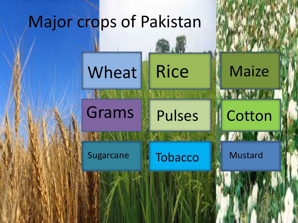 Non food crops of pakistan picture