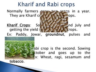 Normally farmers grow two crops in a year.
They are Kharif crops and Rabi Crops.
Kharif Crops: Sowing in June and July and
getting the yield is called Kharif Crops.
Ex: Paddy, Jowar, groundnut, pulses and
pepper.
Rabi Crops : Rabi crop is the second. Sowing
begins in October and goes up to the
December. Ex: Wheat, ragi, sesamum and
tobacco.
 