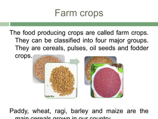 Farm crops
The food producing crops are called farm crops.
They can be classified into four major groups.
They are cereals, pulses, oil seeds and fodder
crops.
Paddy, wheat, ragi, barley and maize are the
 