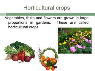 Horticultural crops
Vegetables, fruits and flowers are grown in large
proportions in gardens. These are called
horticultural crops.
 