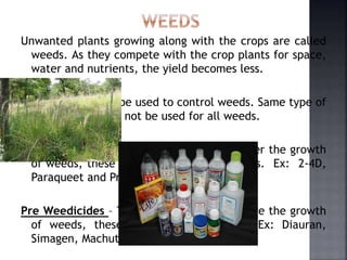 Unwanted plants growing along with the crops are called
weeds. As they compete with the crop plants for space,
water and nutrients, the yield becomes less.
Weedicides shoud be used to control weeds. Same type of
weedicide should not be used for all weeds.
Post Weedicides – The Weedicides used after the growth
of weeds, these are called Post Weedicides. Ex: 2-4D,
Paraqueet and Propanil.
Pre Weedicides – The Weedicides used before the growth
of weeds, these are Pre Weedicides. Ex: Diauran,
Simagen, Machute.
 