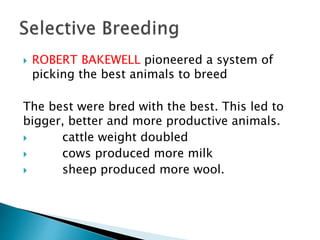  ROBERT BAKEWELL pioneered a system of
picking the best animals to breed
The best were bred with the best. This led to
bigger, better and more productive animals.
 cattle weight doubled
 cows produced more milk
 sheep produced more wool.
 