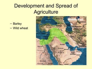 Development and Spread of
Agriculture
– Barley
– Wild wheat
 