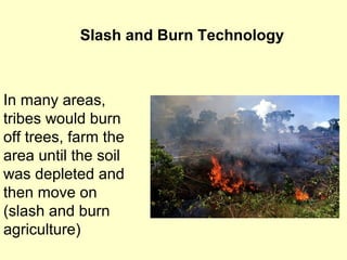 Slash and Burn Technology
In many areas,
tribes would burn
off trees, farm the
area until the soil
was depleted and
then move on
(slash and burn
agriculture)
 
