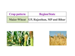 Crop pattern Region/State
Maize-Wheat UP, Rajasthan, MP and Bihar
 