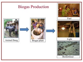 Biogas Production
Animal Dung Biogas plant
Fuel
Light
Biofertilizer