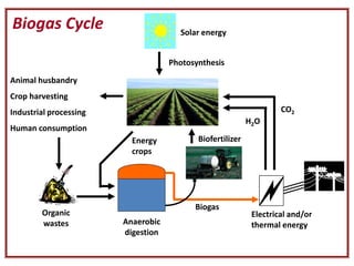 Electrical and/or
thermal energy
Biofertilizer
Organic
wastes Anaerobic
digestion
Biogas
Solar energy
Animal husbandry
Crop harvesting
Industrial processing
Human consumption
Photosynthesis
H2O
CO2
Biogas Cycle
Energy
crops