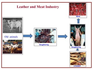 Leather and Meat Industry
Old animals
Leather
Slaughtering
Slaughtering
Meat