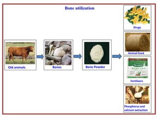Bone utilization
Old animals Bones Bone Powder
Animal Feed
Drugs
Phosphorus and
calcium extraction
Fertilizers