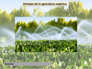 Yammine
Ventajas de la agricultura orgánica
 