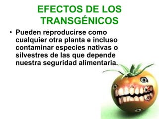 EFECTOS DE LOS
TRANSGÉNICOS
• Pueden reproducirse como
cualquier otra planta e incluso
contaminar especies nativas o
silvestres de las que depende
nuestra seguridad alimentaria.
 