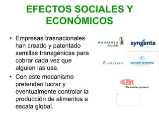 EFECTOS SOCIALES Y
ECONÓMICOS
• Empresas trasnacionales
han creado y patentado
semillas transgénicas para
cobrar cada vez que
alguien las use.
• Con este mecanismo
pretenden lucrar y
eventualmente controlar la
producción de alimentos a
escala global.
 