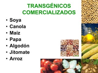 TRANSGÉNICOS
COMERCIALIZADOS
• Soya
• Canola
• Maíz
• Papa
• Algodón
• Jitomate
• Arroz
 