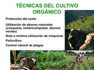 TÉCNICAS DEL CULTIVO
ORGÁNICO
Protección del suelo
Utilización de abonos naturales
(composta, lombricomposta, abonos
verdes)
Nula o mínima utilización de máquinas
Policultivo
Control natural de plagas
 
