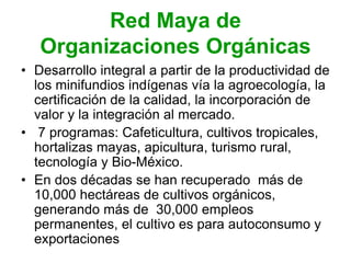 Red Maya de
Organizaciones Orgánicas
• Desarrollo integral a partir de la productividad de
los minifundios indígenas vía la agroecología, la
certificación de la calidad, la incorporación de
valor y la integración al mercado.
• 7 programas: Cafeticultura, cultivos tropicales,
hortalizas mayas, apicultura, turismo rural,
tecnología y Bio-México.
• En dos décadas se han recuperado más de
10,000 hectáreas de cultivos orgánicos,
generando más de 30,000 empleos
permanentes, el cultivo es para autoconsumo y
exportaciones
 