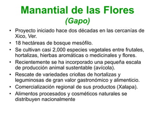 Manantial de las Flores
(Gapo)
• Proyecto iniciado hace dos décadas en las cercanías de
Xico, Ver.
• 18 hectáreas de bosque mesófilo.
• Se cultivan casi 2,000 especies vegetales entre frutales,
hortalizas, hierbas aromáticas o medicinales y flores.
• Recientemente se ha incorporado una pequeña escala
de producción animal sustentable (avícola).
• Rescate de variedades criollas de hortalizas y
leguminosas de gran valor gastronómico y alimenticio.
• Comercialización regional de sus productos (Xalapa).
• Alimentos procesados y cosméticos naturales se
distribuyen nacionalmente
 