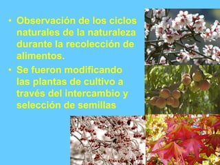 • Observación de los ciclos
naturales de la naturaleza
durante la recolección de
alimentos.
• Se fueron modificando
las plantas de cultivo a
través del intercambio y
selección de semillas
 